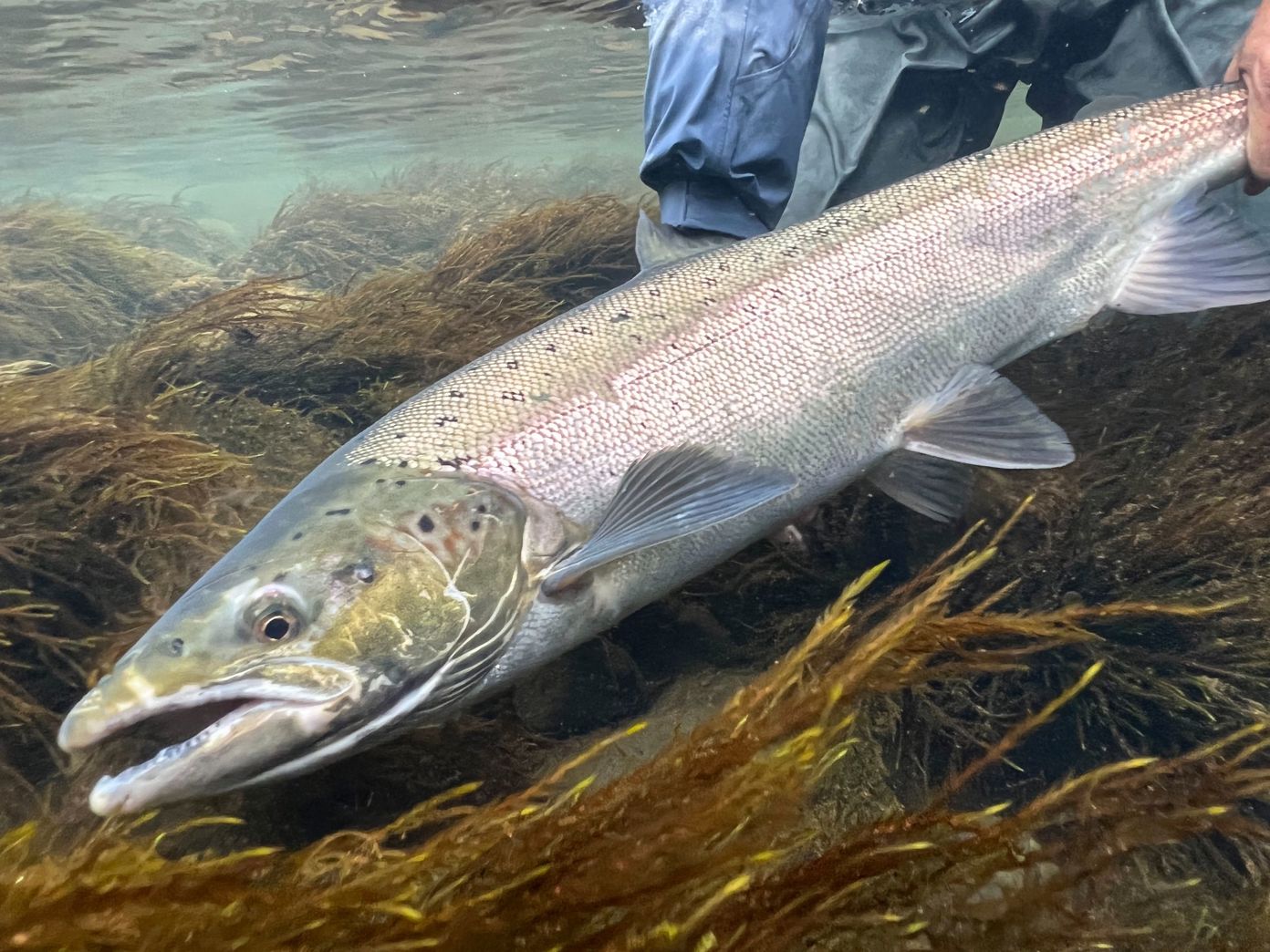 Iceland Angling with Eleven